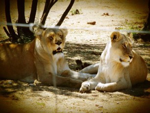 1498888_1527733660809152_3139961863157455044_o