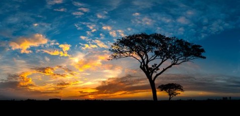 shutterstock_1239834655-600x289